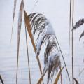 Schilf im Schnee (tn_100_4038.jpg) Zeesner See im Landkreis Dahme Spreewald